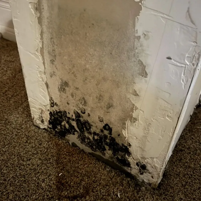 Professional Mold Removal in East Los Angeles, CA